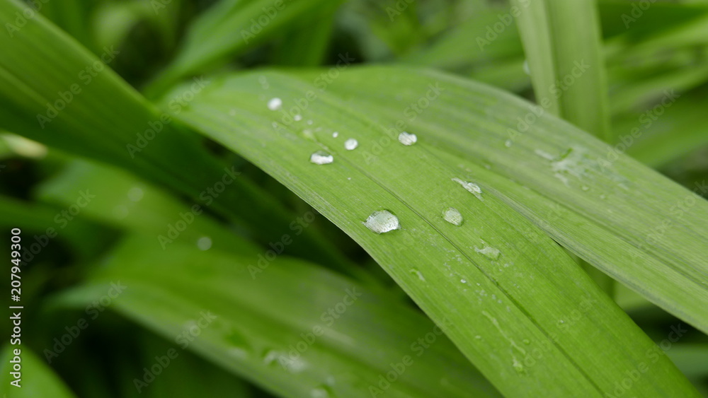 leaf water droplet