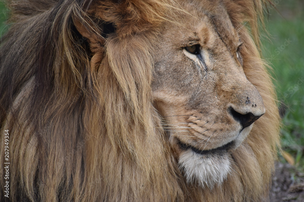 Beautiful portrait of a big lion in South Africa