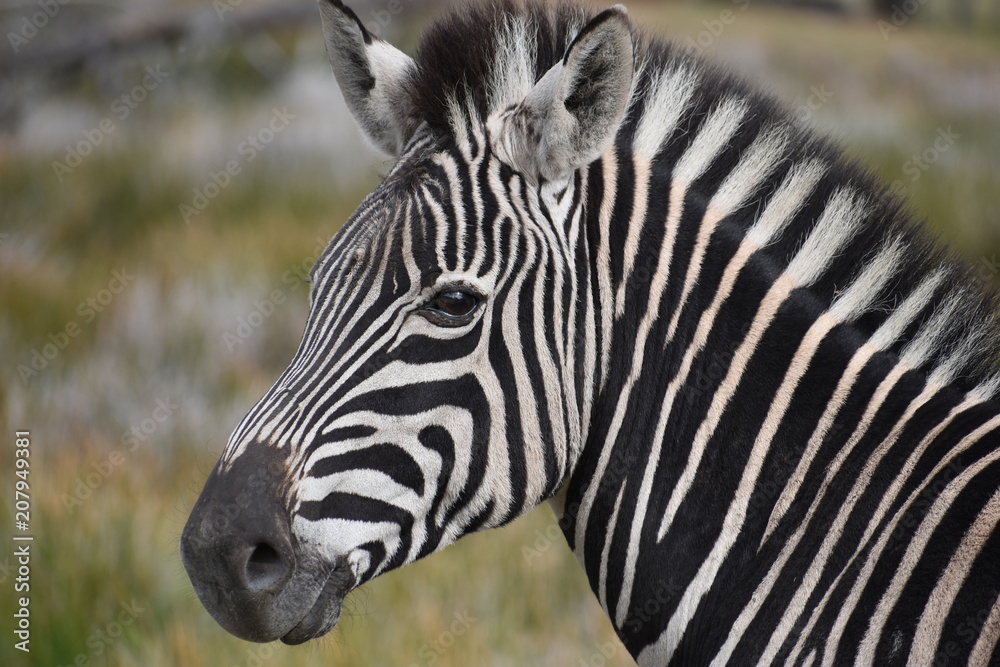 Portrait of a beautiful zebra on a meadow in South Africa Portrait of a beautiful zebra on a meadow in South Africa