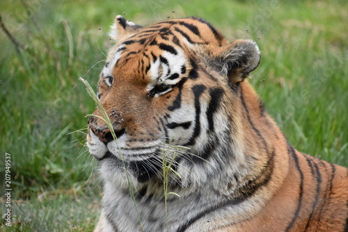 Portrait of a beautiful Sibirian Tiger in South Africa