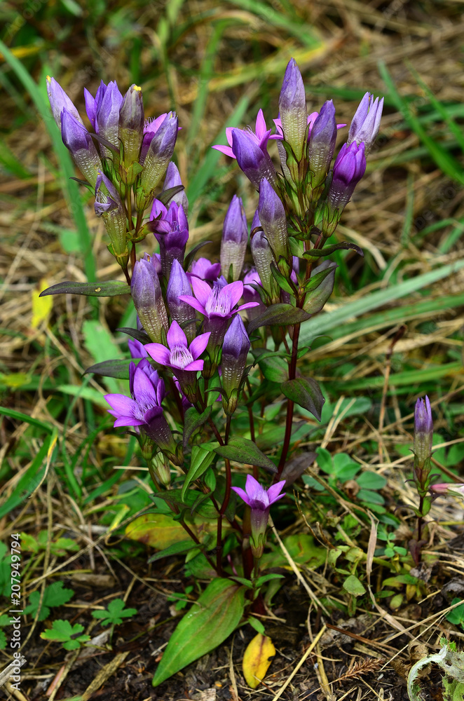 Deutscher Enzian, Gentianella germanica,