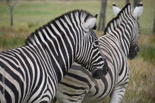 Fototapeta Naklejka Na Ścianę i Meble -  Two beautiful zebras on a meadow in South Africa