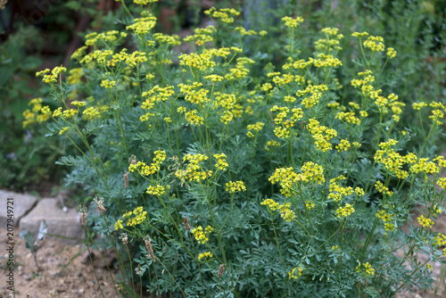 common rue or herb of grace (Ruta graveolens) herbal plant in the garden photo