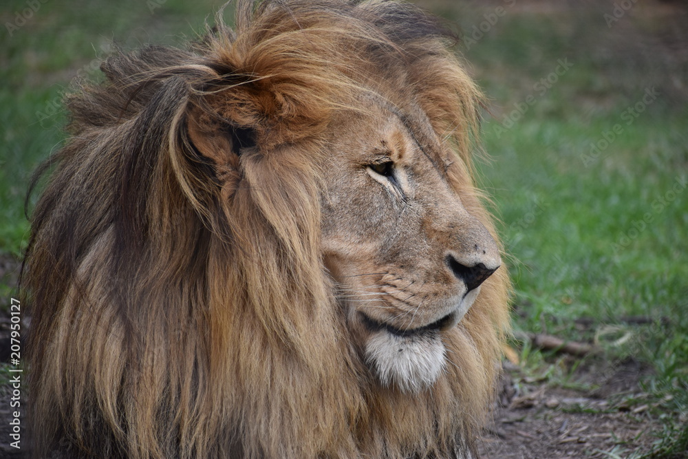 Beautiful portrait of a big lion in South Africa