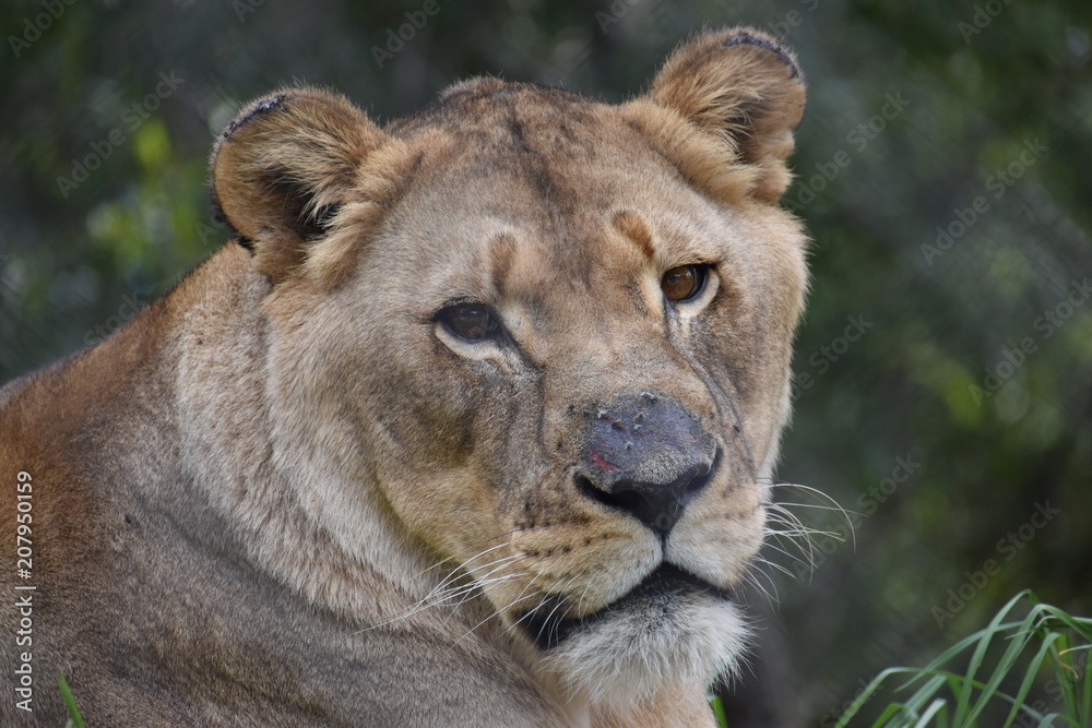 Beautiful portrait of a big female lion in South Africa Beautiful portrait of a big female lion in South Africa