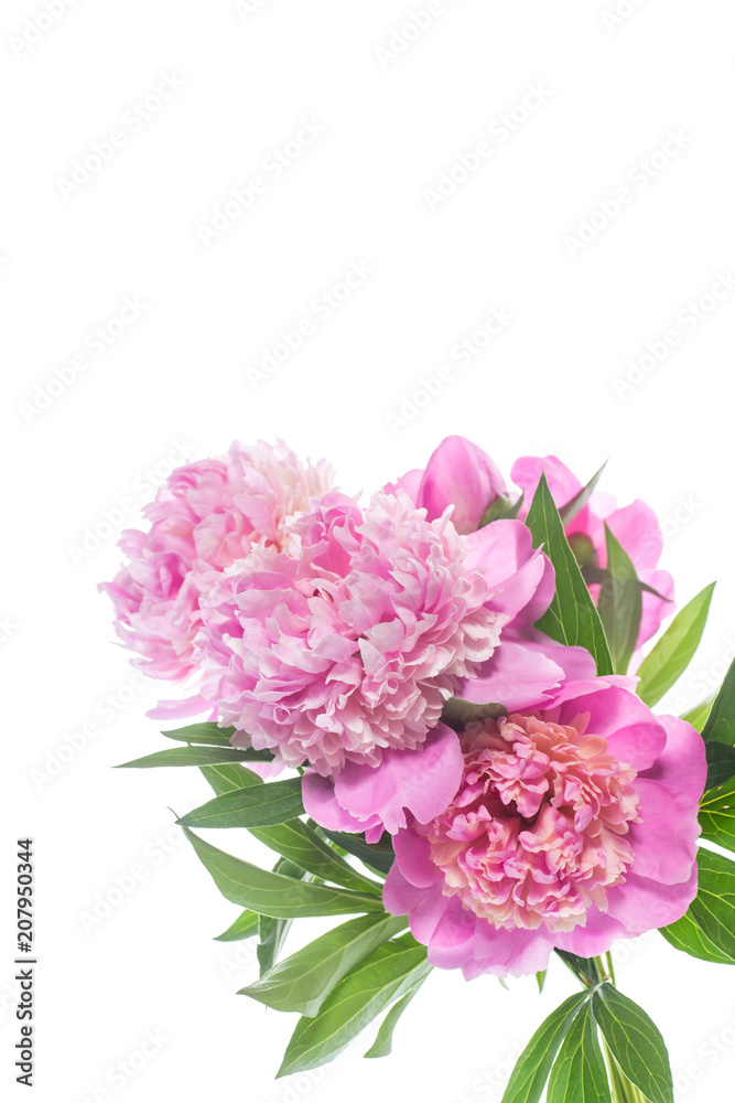 bouquet of blooming peonies