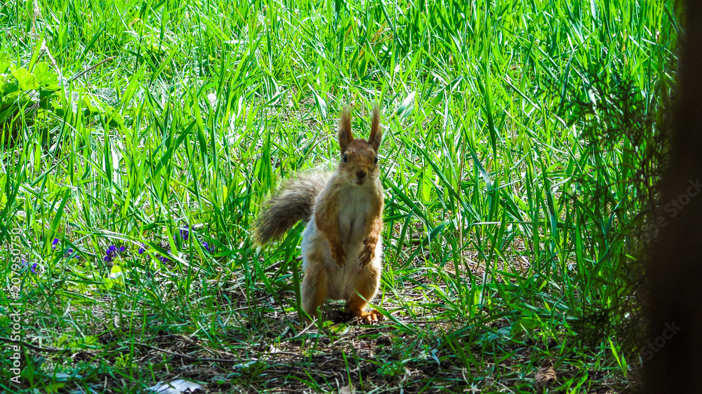 Squirrel Squirrel