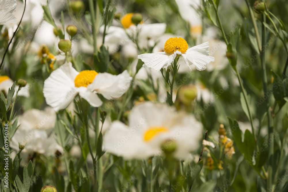 Details of California tree poppy flowers Details of California tree poppy flowers