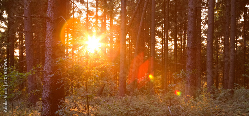 Summer forest at sunset.