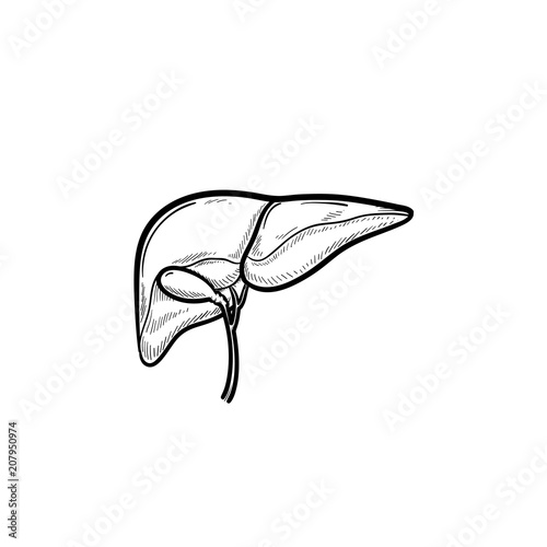 Human liver hand drawn outline doodle icon