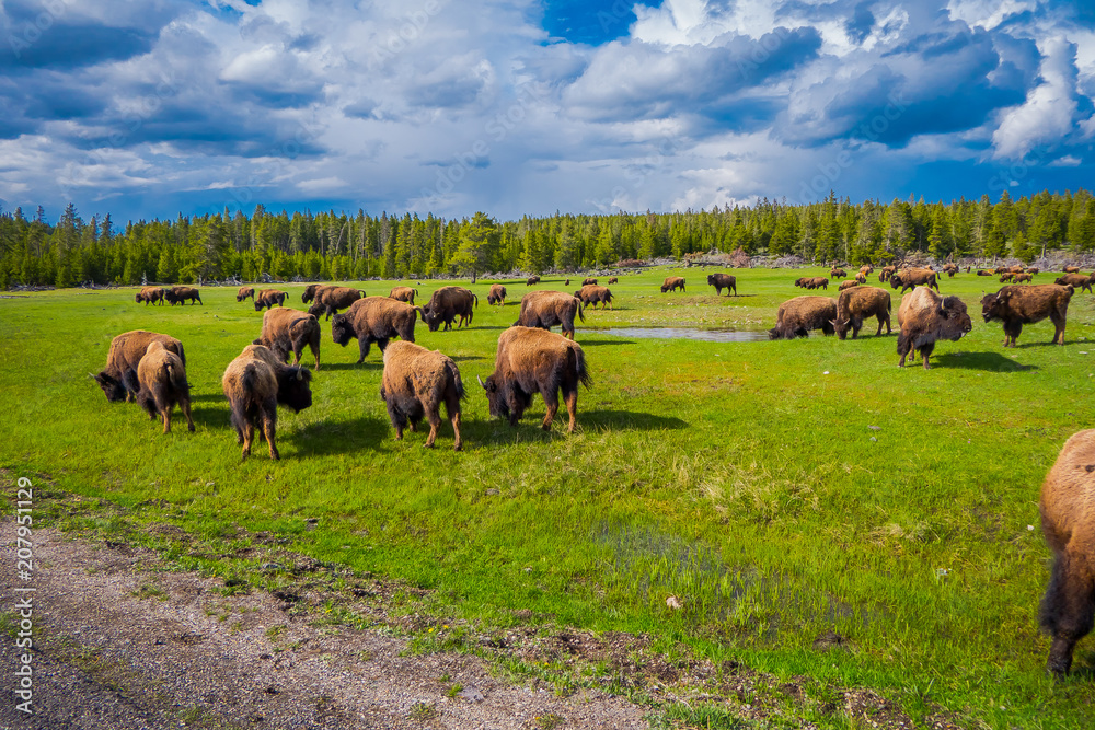 Herd of bison grazing on a field with mountains and trees in the background