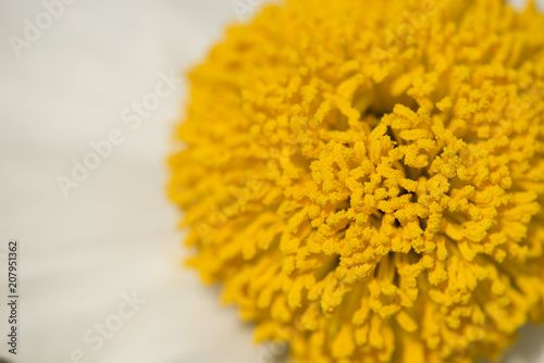 Details of California tree poppy flowers photo