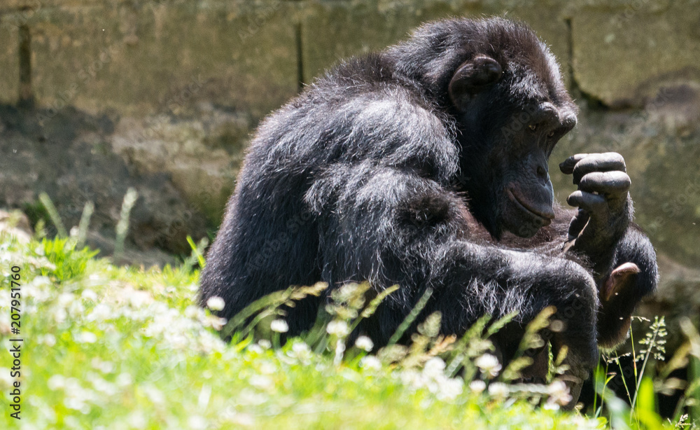 Chimpanzé à dos argenté

