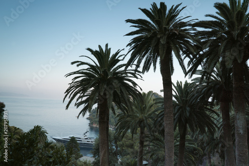 Palms at sea beach