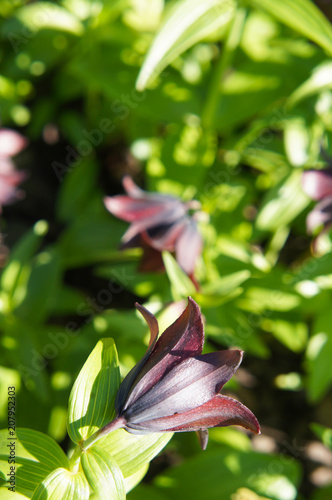 Fritillaria camtschatcensis or kamchatka lily purple flowers photo