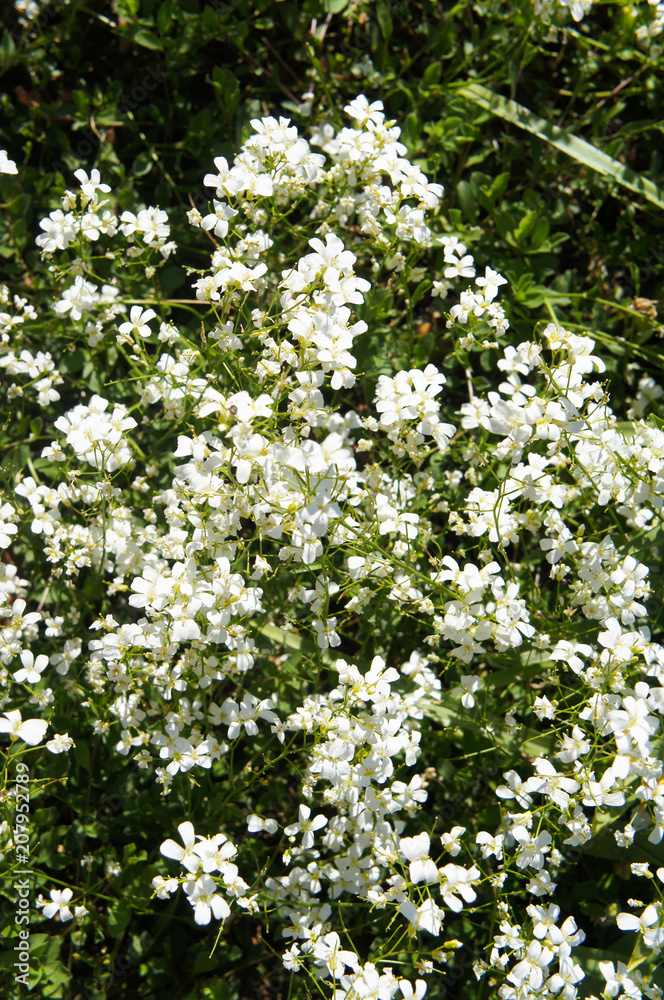 Arabis caucasica or garden arabis or mountain rock cress white flowers with green