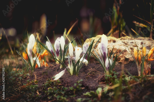 Landscape design. Beautiful purple, yellow and white flowers crocus after the rain on a background of green grass in the park. Spring summer floral background. Soft focus.
