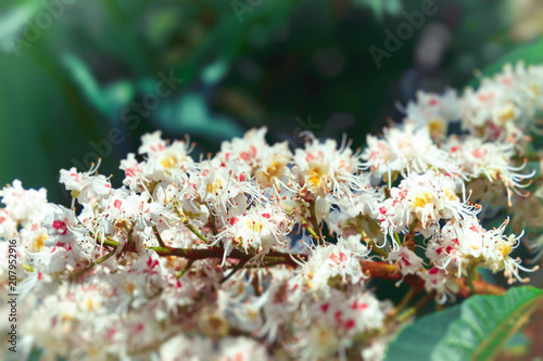 Floral background, white flowers chestnut tree background of green leaves, spring natural background,