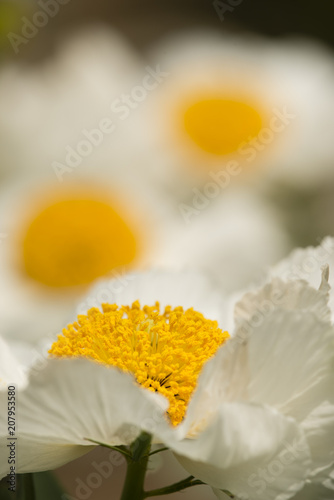 Details of California tree poppy flowers photo