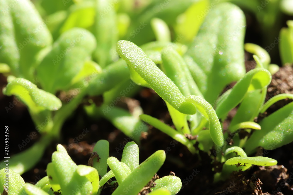 Naklejka premium young spinach plants