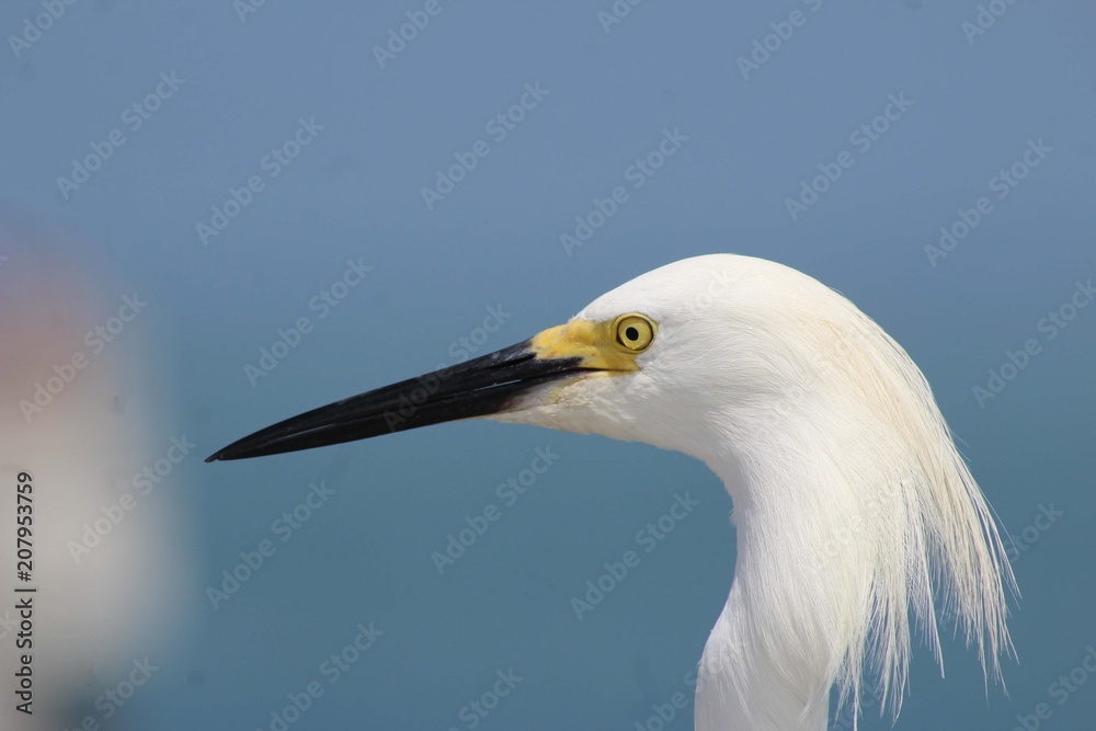 close up egret close up egret