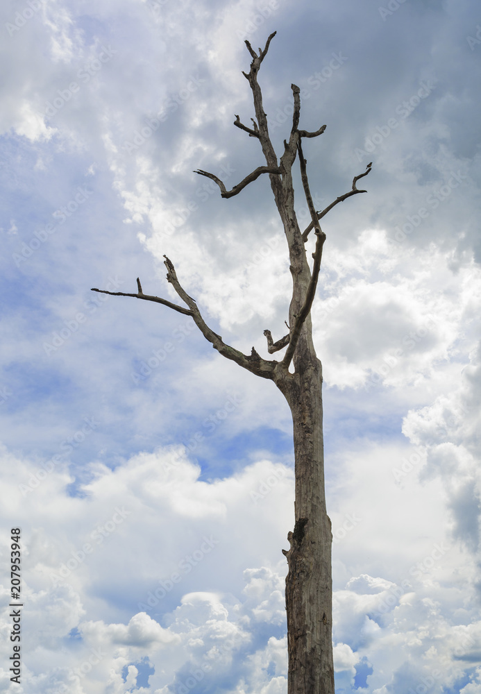 Fototapeta premium Dead tree with bare branches against a cloudy blue sky