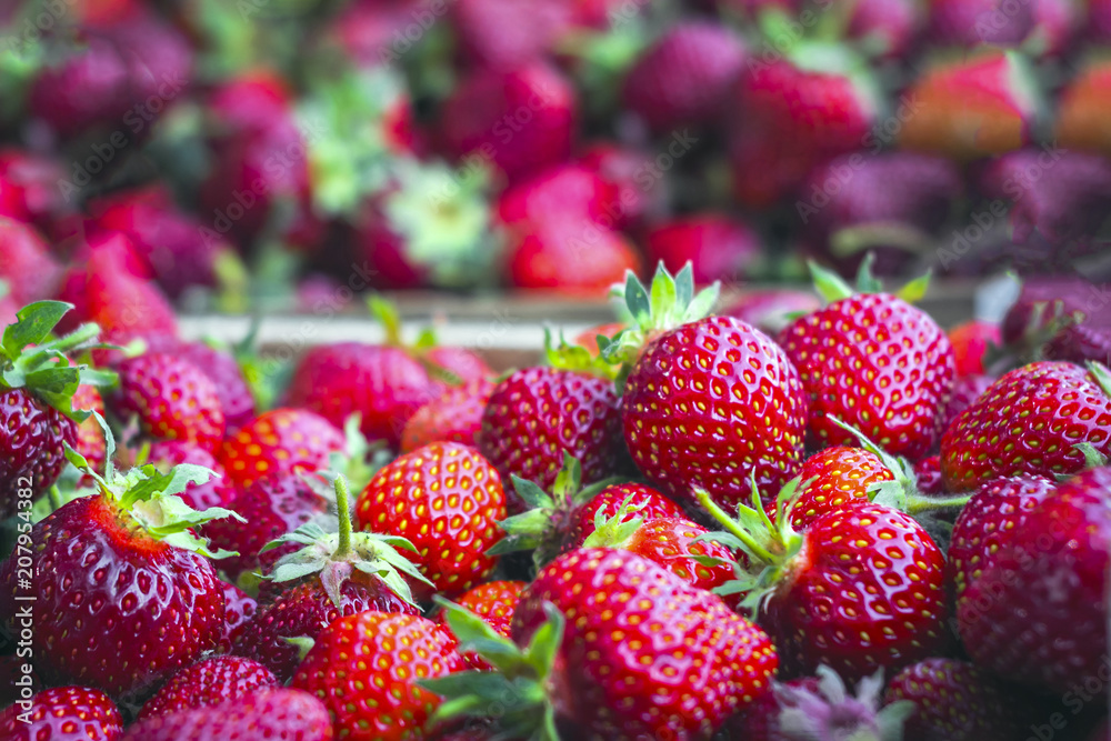 ripe, organic, red strawberries in boxes, before shipment to the consumer ripe, organic, red strawberries in boxes, before shipment to the consumer