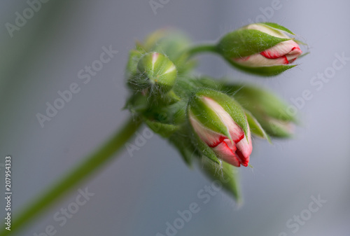 Fototapeta Naklejka Na Ścianę i Meble -  Capullo de geranio, macrofotografia