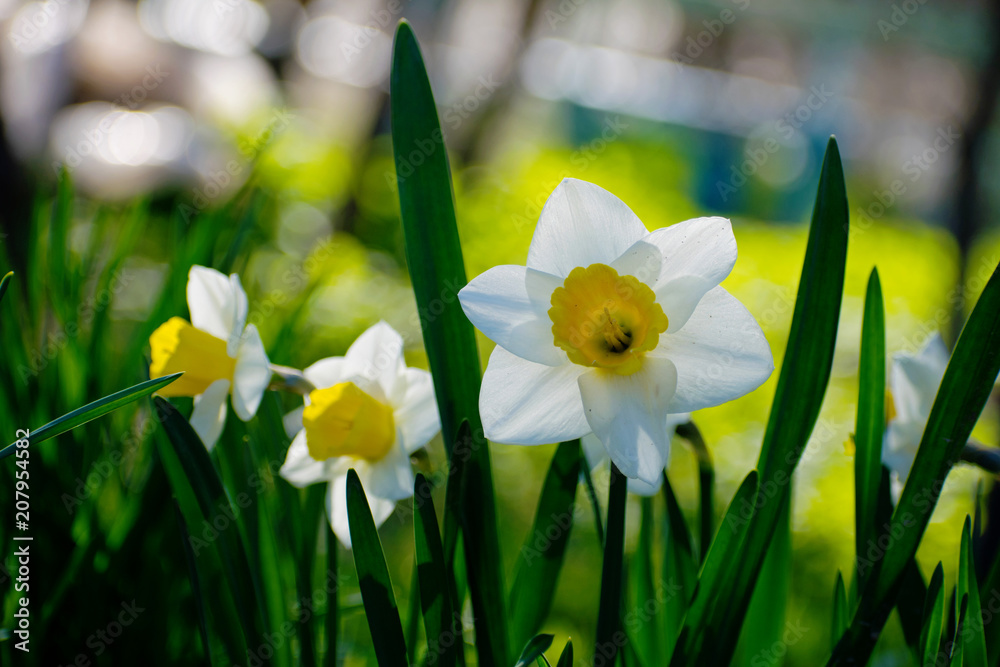 Obraz premium Blooming daffodils in the garden, spring flowers.