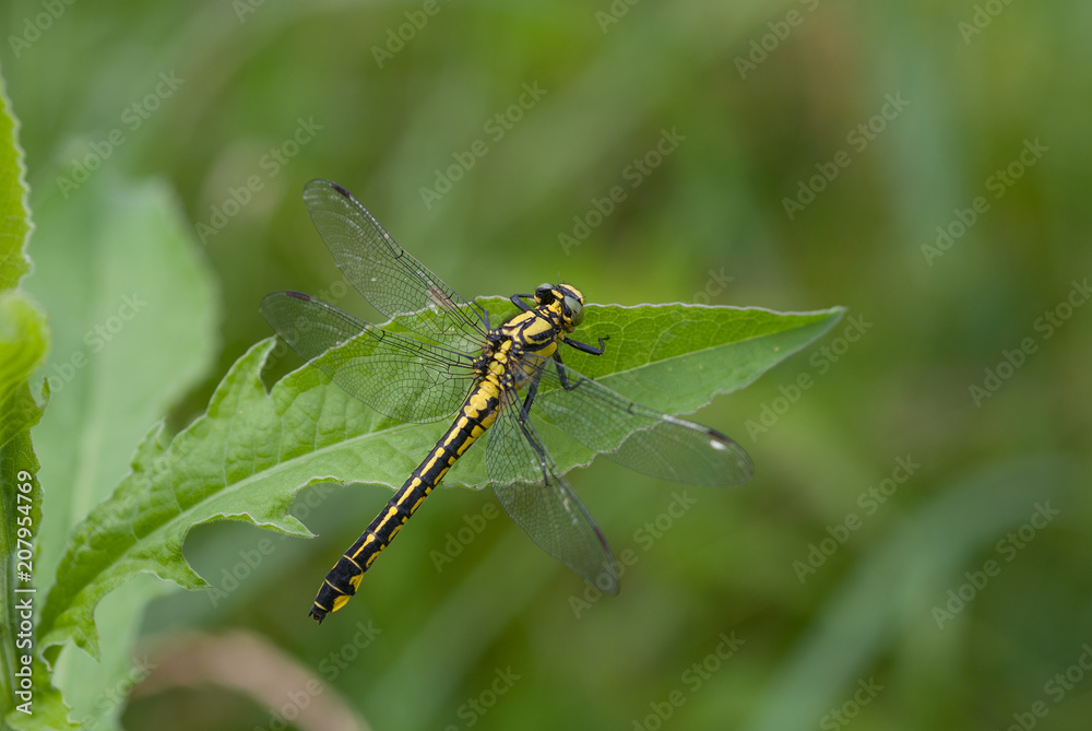 libellula sopra una foglia libellula sopra una foglia