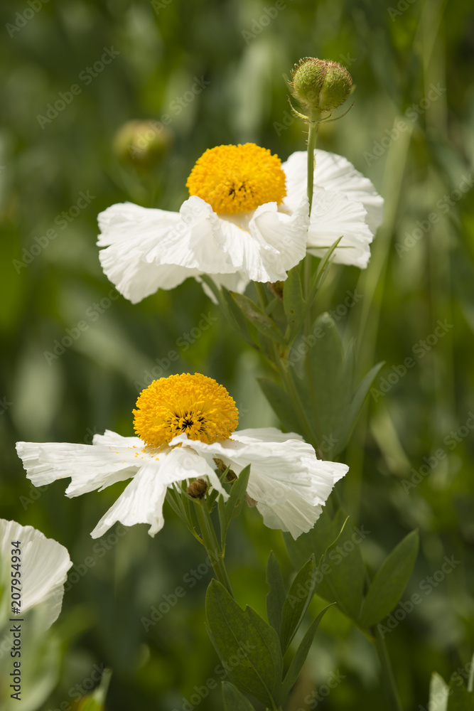 Obraz premium Details of California tree poppy flowers