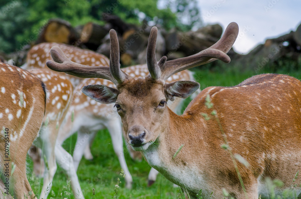 A herd of fallow deer graze in a long grassed meadow. One of the deer is looking directly at the camera A herd of fallow deer graze in a long grassed meadow. One of the deer is looking directly at the camera
