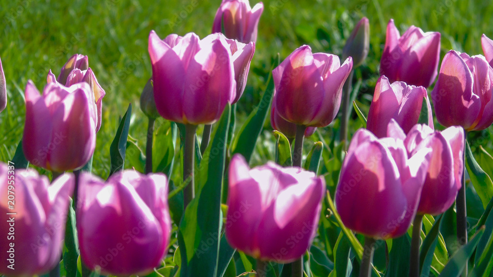 Obraz premium Tulip
