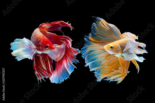 The moving moment beautiful of yellow and red half moon siamese betta fish or dumbo betta splendens fighting fish in thailand on isolated black background. Thailand called Pla-kad or big ear fish.