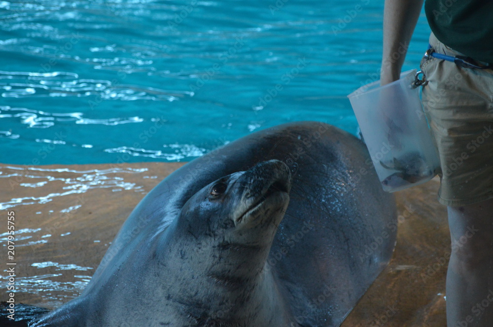 Fototapeta premium Monk seal in the water