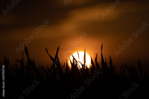 The tall grass in the rays of the rising sun