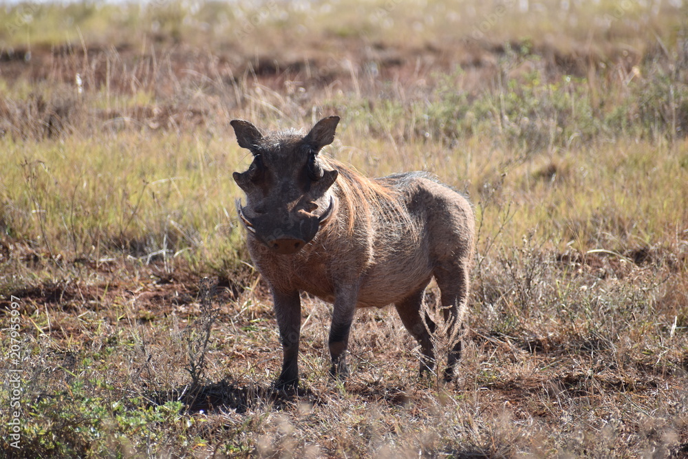 A brown warthog  on a meadow in Addo Elephant Park in Colchester, South Africa