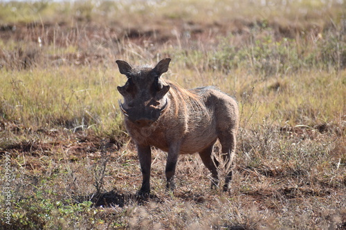 A brown warthog  on a meadow in Addo Elephant Park in Colchester, South Africa © places-4-you
