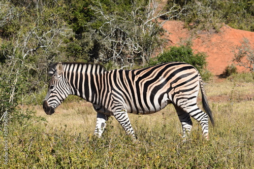 A beautiful zebra  in Addo Elephant Park in Colchester  South Africa