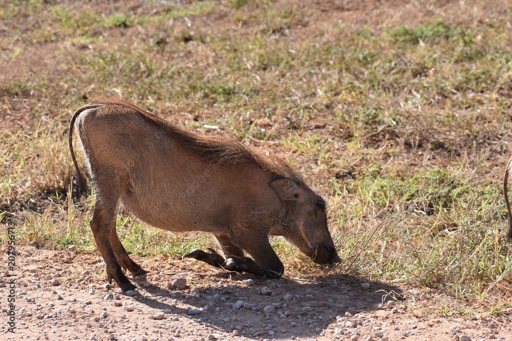 A brown warthog on a meadow in Addo Elephant Park in Colchester, South Africa A brown warthog on a meadow in Addo Elephant Park in Colchester, South Africa