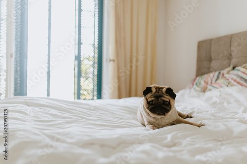 Konstfotografi Pug dog laying in a king size bed