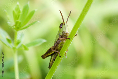 Close-up of Meadow Grasshopper Chorthippus Parallelus