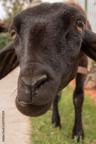 Animals: Organic Law Mower