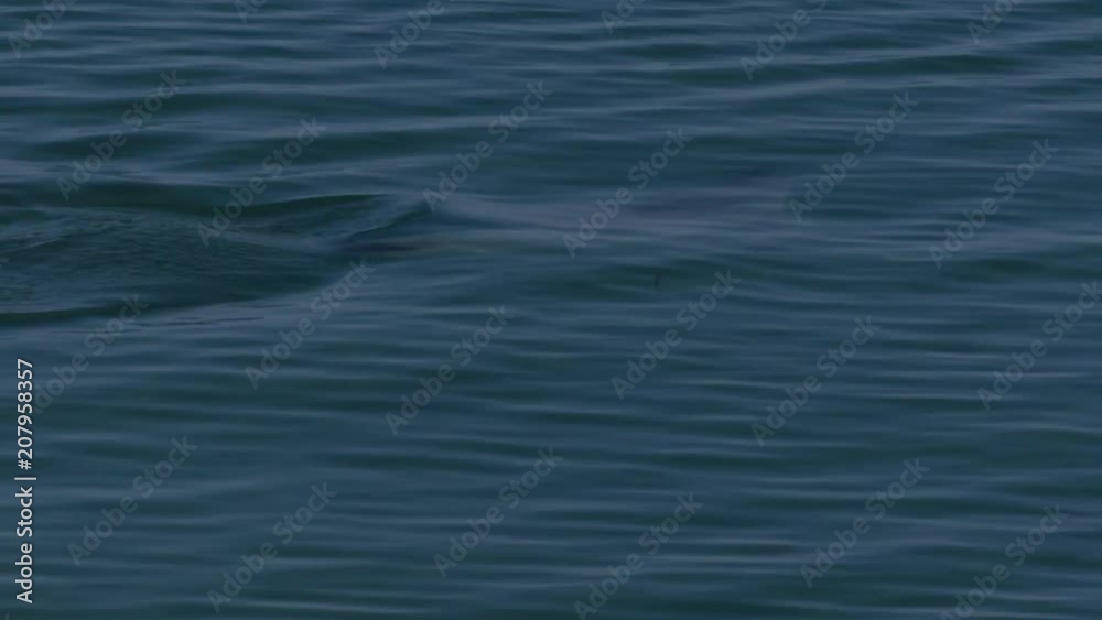 A medium shot of dolphins swimming under the water. Camera tracks the movement of the dolphin A medium shot of dolphins swimming under the water. Camera tracks the movement of the dolphin