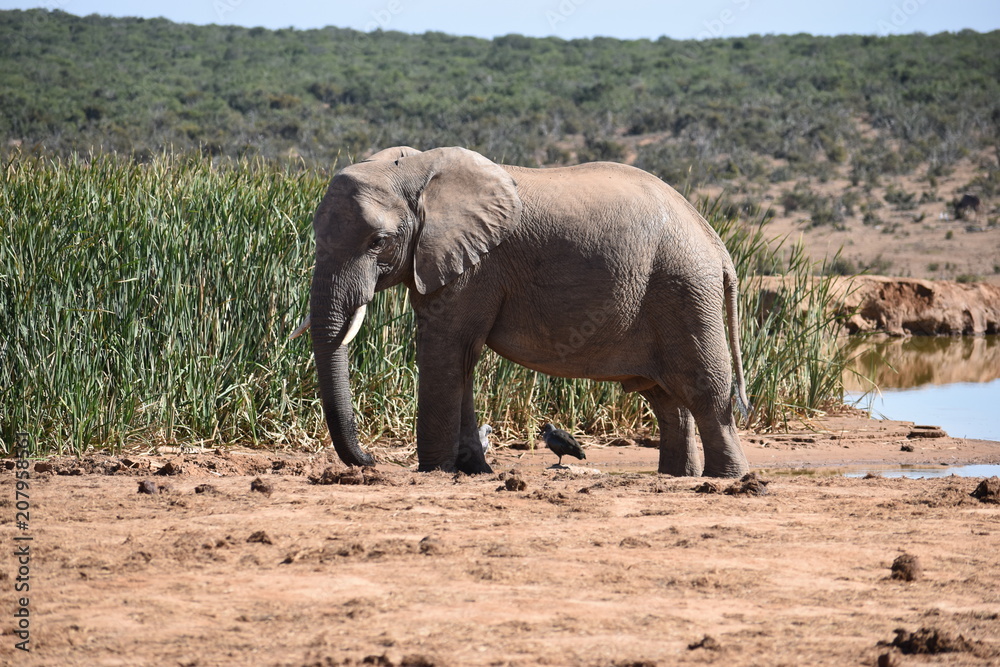 A beautiful grey big elephant in Addo Elephant Park in Colchester, South Africa A beautiful grey big elephant in Addo Elephant Park in Colchester, South Africa