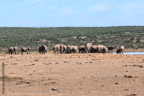 A large herd of elephants at a waterhole drinking water on a sunny day in Addo Elephant Park in Colchester, South Africa 