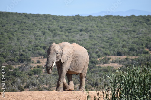 A beautiful grey big elephant in Addo Elephant Park in Colchester, South Africa