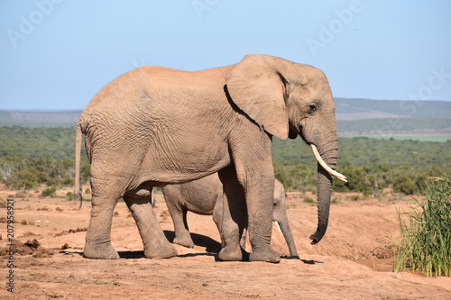 A beautiful grey big elephant in Addo Elephant Park in Colchester  South Africa