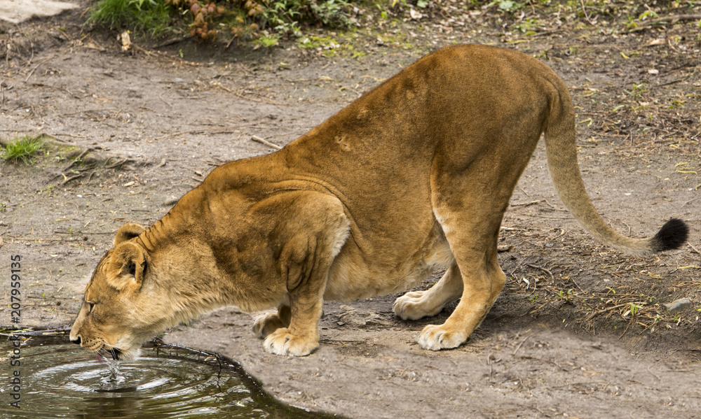 A lioness (Panthera) drinking at the water A lioness (Panthera) drinking at the water