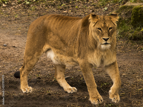 Restless lioness (Panthera) in wait